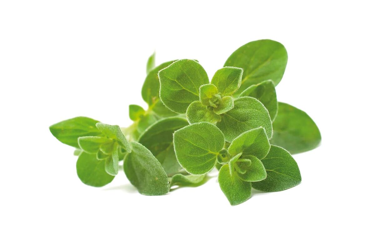 Bylinky - Oregáno 30 g zväzok