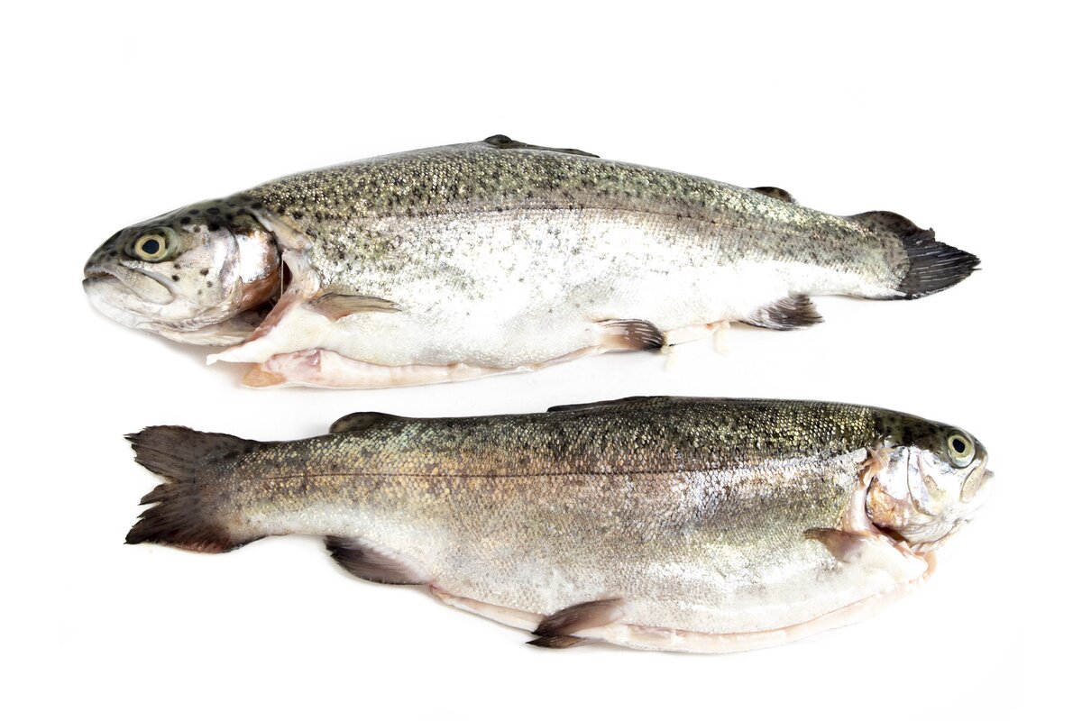 Ryba domáci Pstruh dúhový pitvaný chladený SK (cca 650 g/bal - 2 ks v bal. )