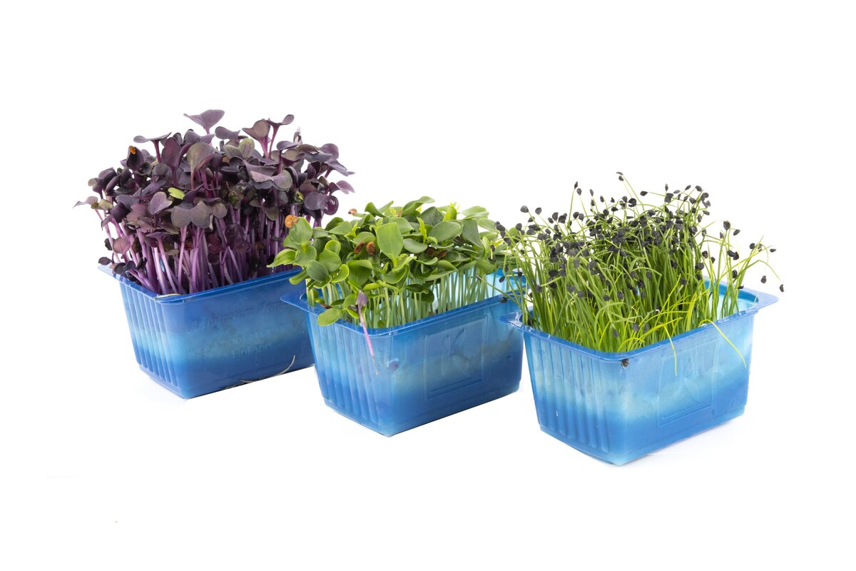 Sakura mix 1 x vanička