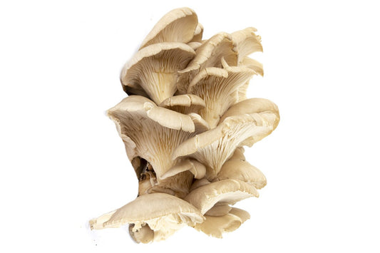 Hliva ustricová čerstvá 500 g