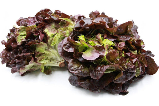 Šalát Dubový list červený