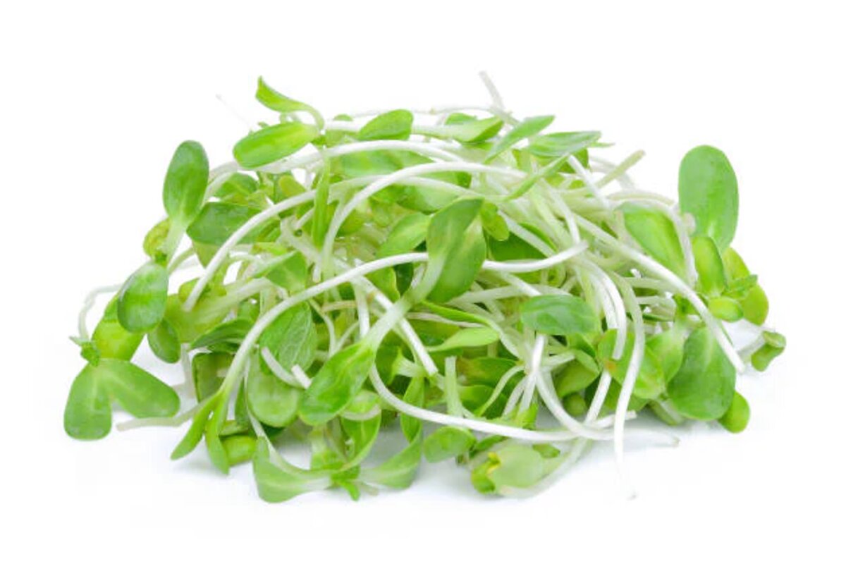 Výhonky Slnečnica 50 g, CZ